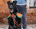Собаки в Москве: Мира ищет дом Девочка, Бесплатно - фото 1