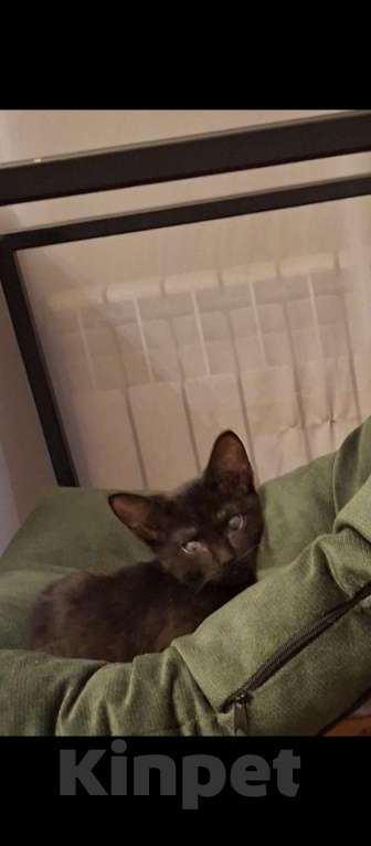 Кошки в Москве: Ласковый котенок в добрые руки Девочка, 300 руб. - фото 4