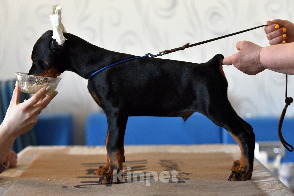 Собаки в Москве: Готов к переезду Девочка, 100 000 руб. - фото 3