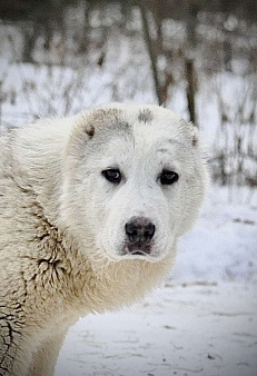 Девочка алабай