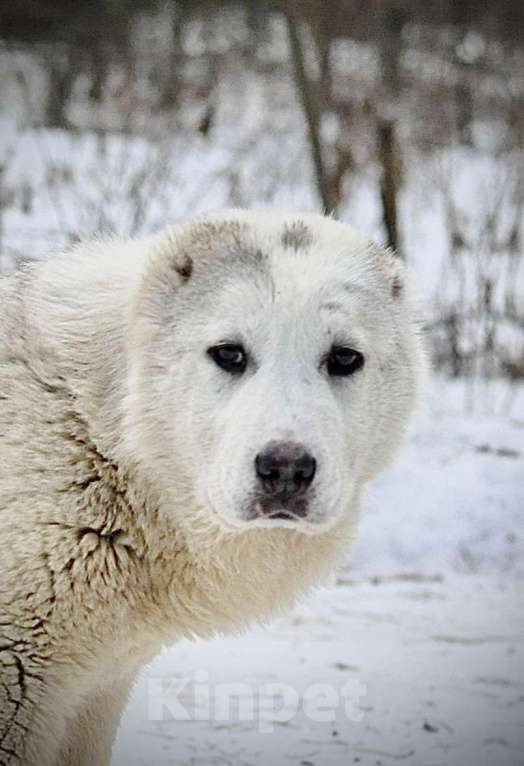 Собаки в Красноярске: Девочка алабай Мальчик, 35 000 руб. - фото 1