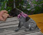 Собаки в Кореновске: Щенки породы курцхаар в питомнике IZ DIZERLAND Мальчик, 45 000 руб. - фото 4