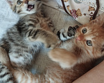 Кошки в Москве: Котенок в добрые руки Мальчик, Бесплатно - фото 8