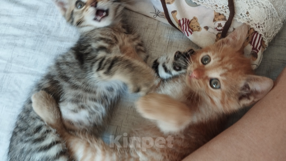 Кошки в Москве: Котенок в добрые руки Мальчик, Бесплатно - фото 8