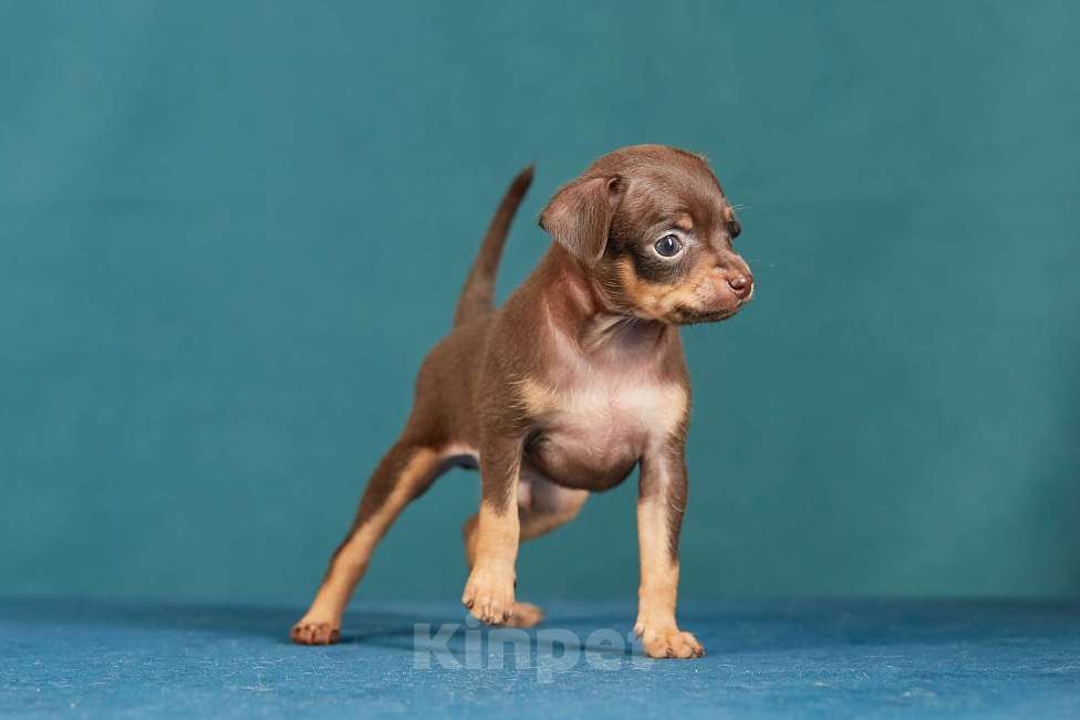 Собаки в Вологде: Русский Той Мальчик, Бесплатно - фото 3