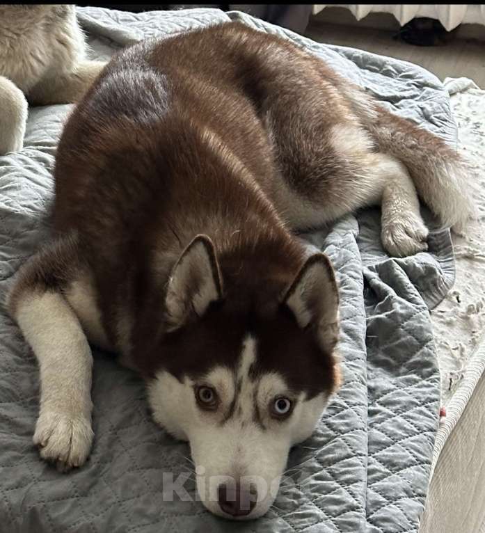 Собаки в Москве: Продаю сибирскую хаски девочка 9 месяцев Девочка, 19 900 руб. - фото 7