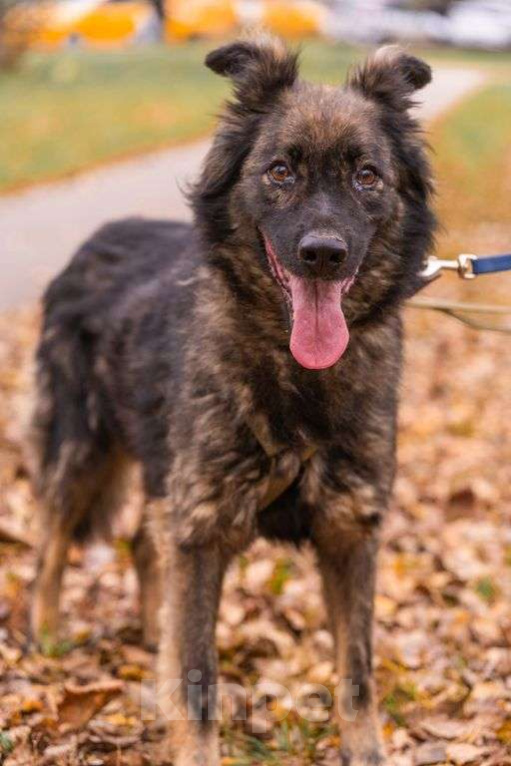 Собаки в Москве: Альф Мальчик, Бесплатно - фото 1