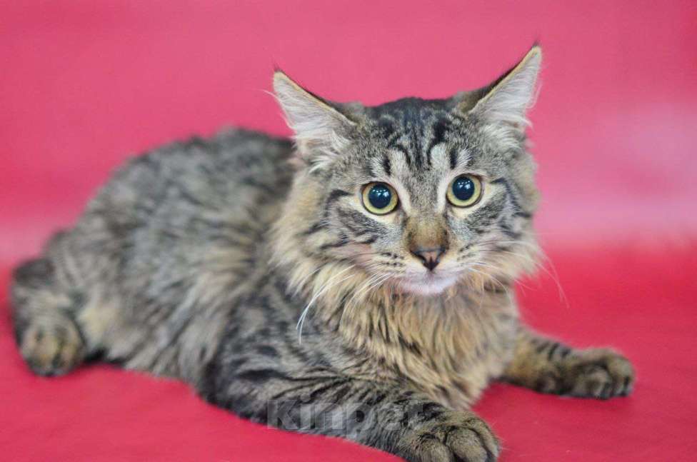 Кошки в Москве: Отдам котёнка в добрые руки Мальчик, Бесплатно - фото 8