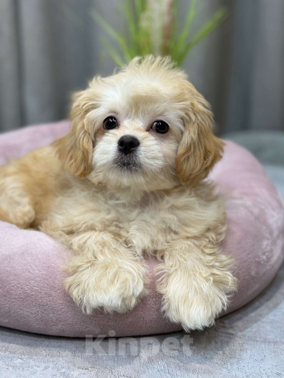 Собаки в Москве: Taya Девочка, Бесплатно - фото 3