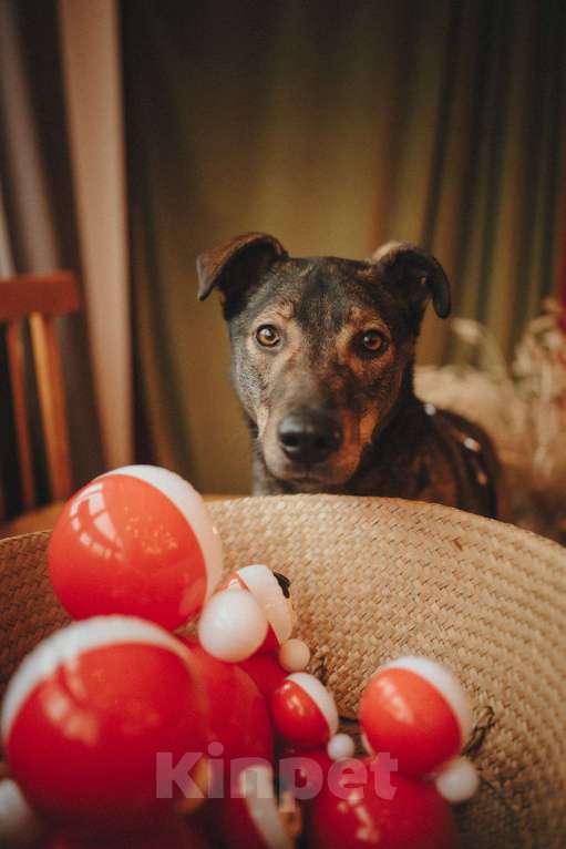 Собаки в Москве: Искренний и добрый пёсик из приюта в добрые руки Мальчик, Бесплатно - фото 1