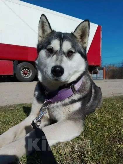 Собаки в Краснодаре: Продаются щенки, папа, немец, мама хаска. Девочка, 3 000 руб. - фото 5