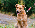 Собаки в Санкт-Петербурге: Мягкая и послушная молодая собака ищет дом Девочка, Бесплатно - фото 10