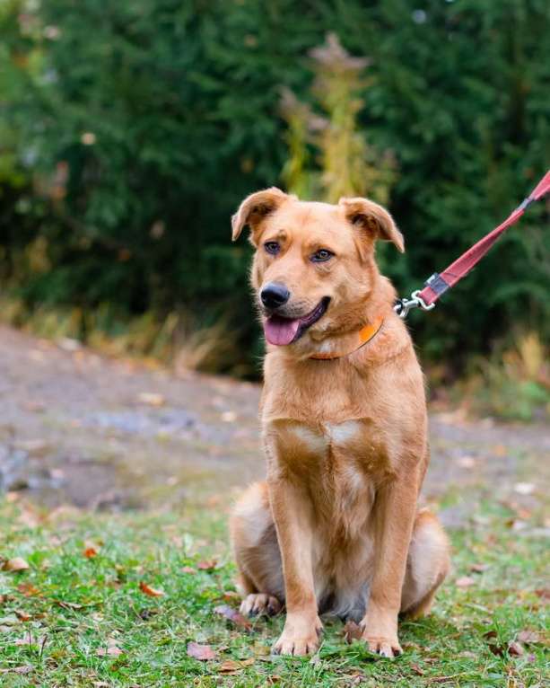 Собаки в Санкт-Петербурге: Мягкая и послушная молодая собака ищет дом Девочка, Бесплатно - фото 10