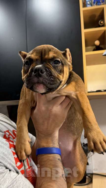 Собаки в Кирове: Американские булли Разнополые, 100 000 руб. - фото 3