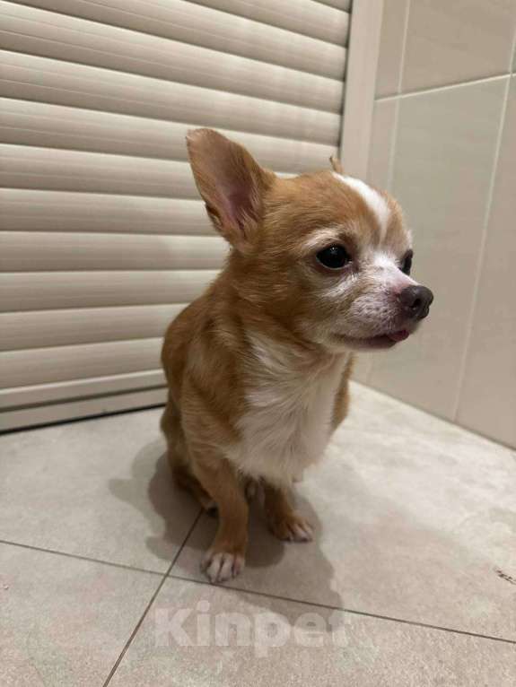 Собаки в Звенигороде: найдена собака ( звенигород ) Мальчик, Бесплатно - фото 4