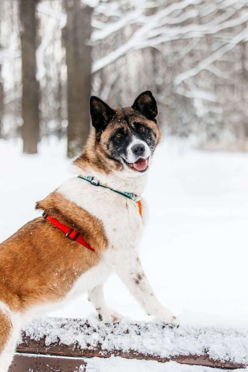 Собаки в Москве: Удивительная Рошель ищет дом Девочка, Бесплатно - фото 2