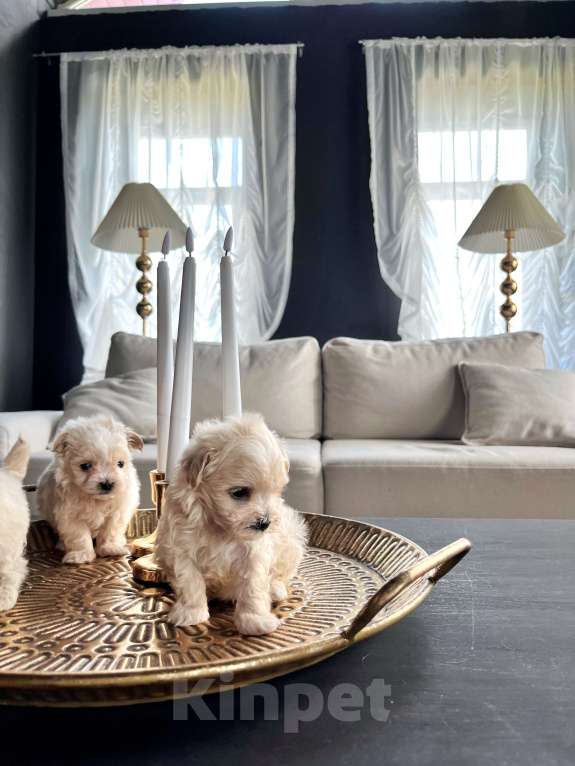 Собаки в Санкт-Петербурге: Мальтипу f1 микро Мальчик, 250 000 руб. - фото 3