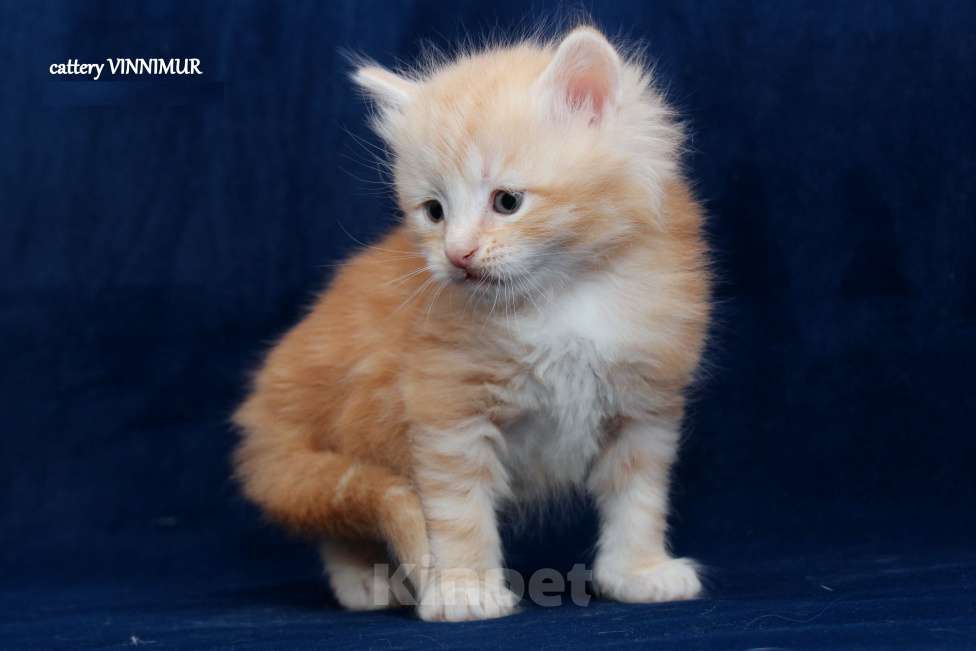 Кошки в Санкт-Петербурге: Сибирский котенок Мальчик, Бесплатно - фото 2