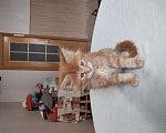 Кошки в Санкт-Петербурге: К вашему вниманию котенок Мейн куна. Мальчик, 16 000 руб. - фото 2