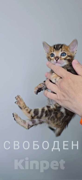 Кошки в Ставрополе: Солнечные лучики счастья! Девочка, 40 000 руб. - фото 2