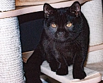 Кошки в Подольске: Британская короткошерстная кошечка Девочка, 40 000 руб. - фото 4