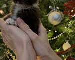 Кошки в Москве: котята ищут дом Мальчик, Бесплатно - фото 10