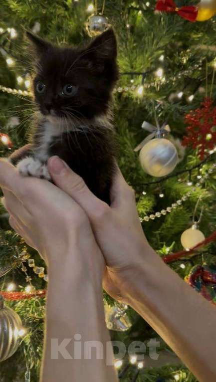 Кошки в Москве: котята ищут дом Мальчик, Бесплатно - фото 10