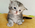 Кошки в Энгельс: Котята Мейн Кун Девочка, 50 000 руб. - фото 3