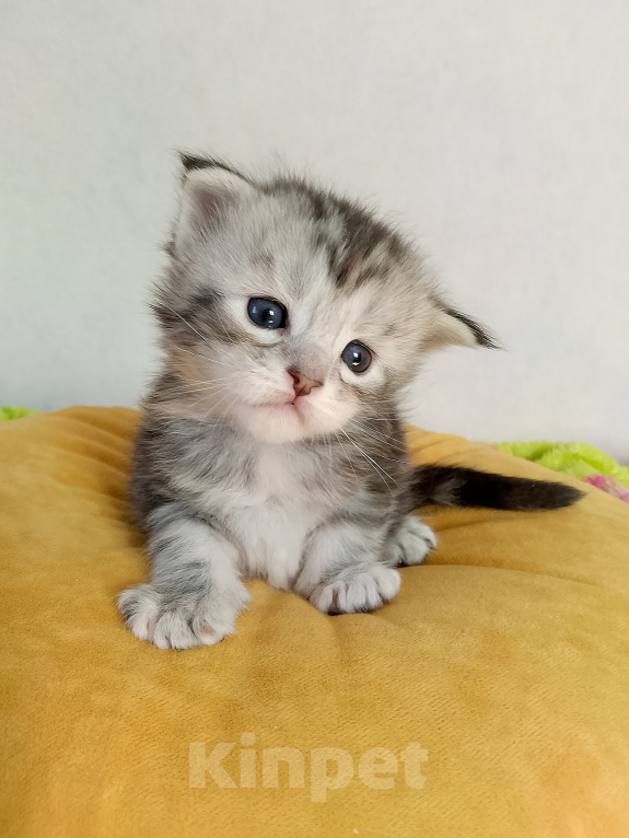 Кошки в Энгельс: Котята Мейн Кун Девочка, 50 000 руб. - фото 3