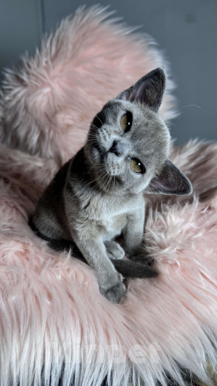 Кошки в Калининграде: Котята. Бурма. Питомник Европейской бурмы Девочка, 50 000 руб. - фото 2