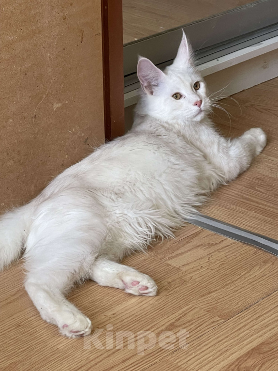 Кошки в Москве: Пушистый ангел для вашего настроения Мальчик, 60 000 руб. - фото 3