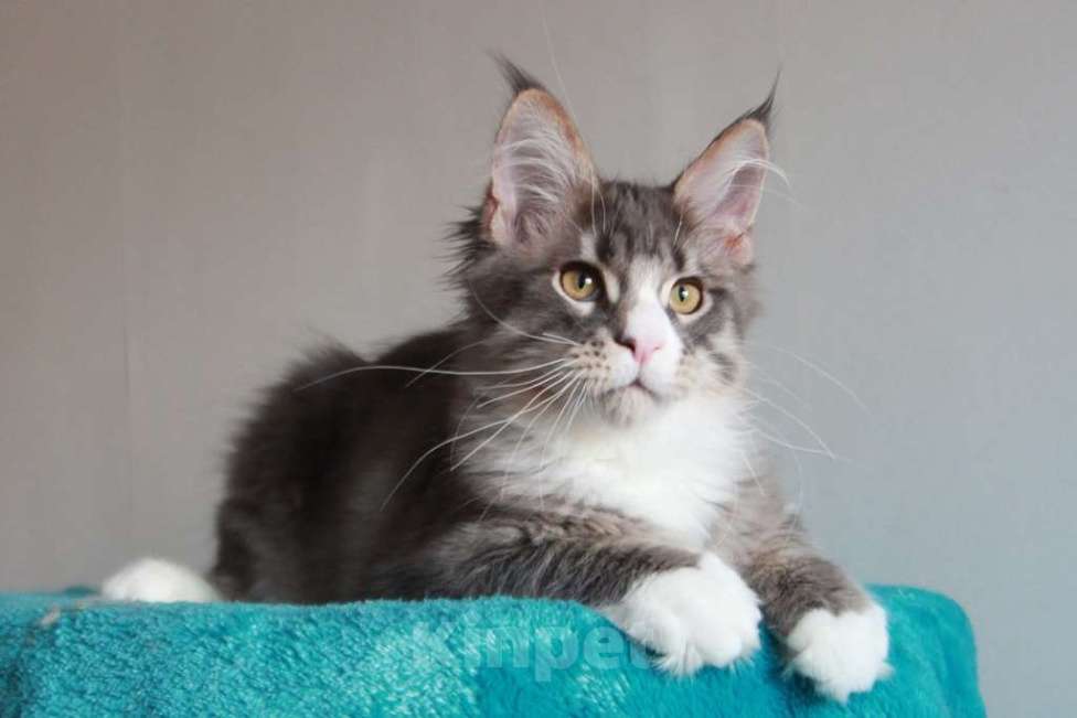 Кошки в Екатеринбурге: Котенок мейнкун из питомника РИЧКУН Мальчик, 40 000 руб. - фото 8