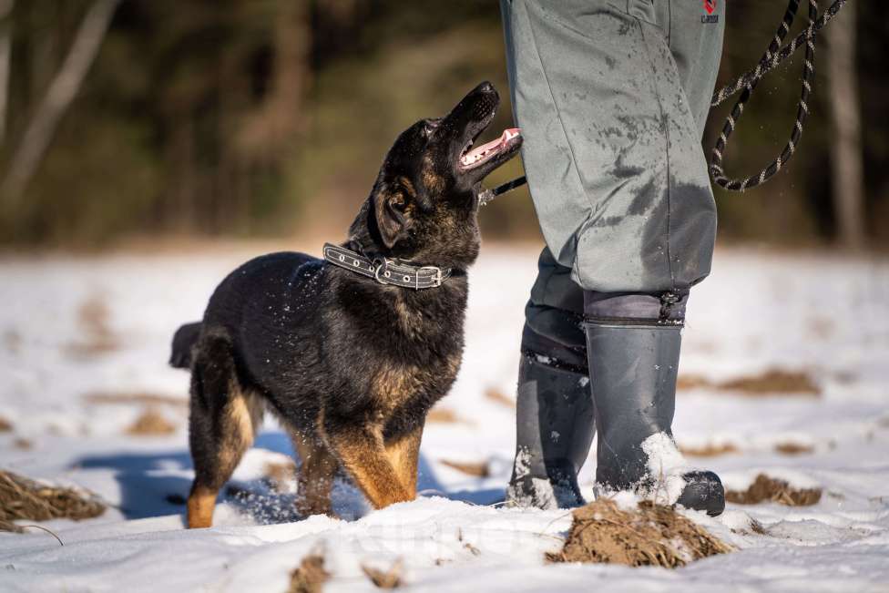 Собаки в Клине: Дейзи — позитивная собачка Девочка, Бесплатно - фото 10