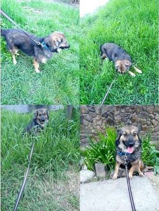 Собаки в Краснодаре: Ася  Девочка, 1 руб. - фото 3