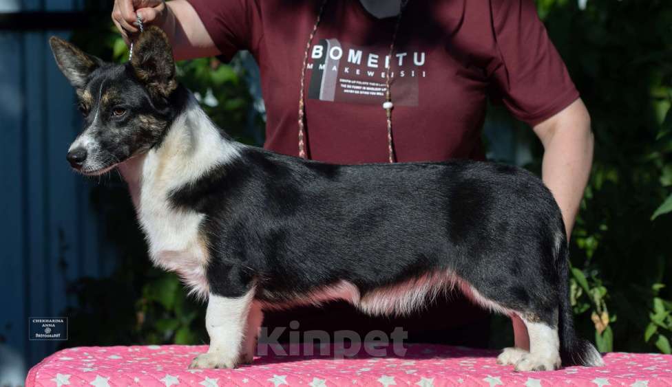 Собаки в Москве: Major Point Odetta ♀️ Девочка, 30 000 руб. - фото 2