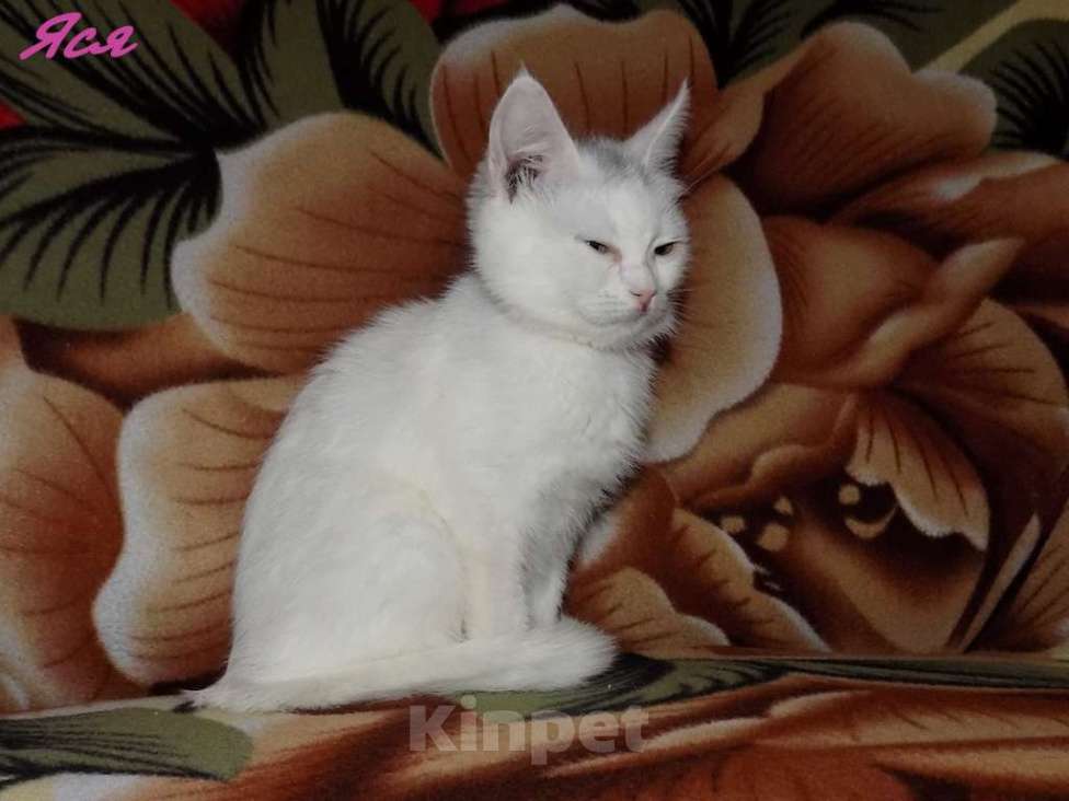 Кошки в Москве: Анатолийские котята (гладкошерстная ангора) Девочка, 8 000 руб. - фото 5