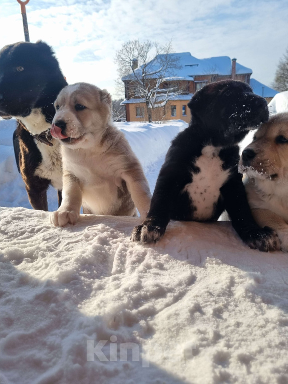 Собаки в Костерево: Щенок алабая кобель от чемпионов Мальчик, 55 000 руб. - фото 7