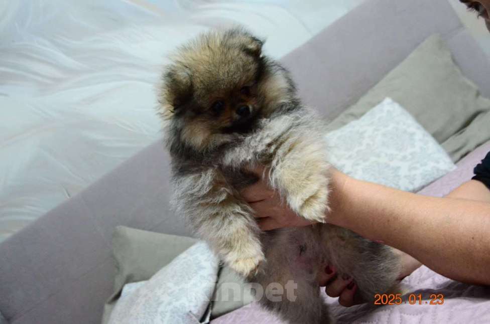 Собаки в Нижнем Новгороде: Мальчик Померанский Шпиц Мальчик, 25 000 руб. - фото 2