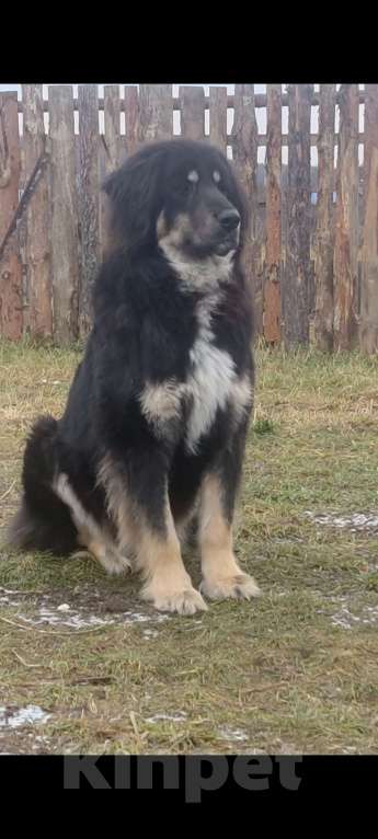 Собаки в Магнитогорске: Банхар(монгольский Волкодав)  Мальчик, 40 000 руб. - фото 6
