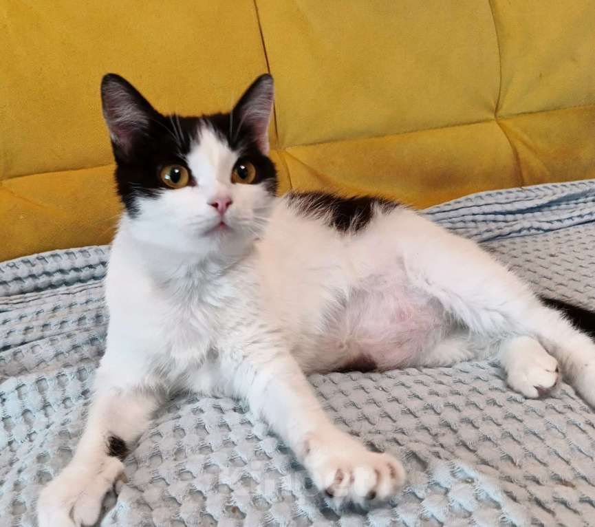 Кошки в Москве: Ласковая красоточка Луна в поисках своей семьи  Девочка, Бесплатно - фото 9