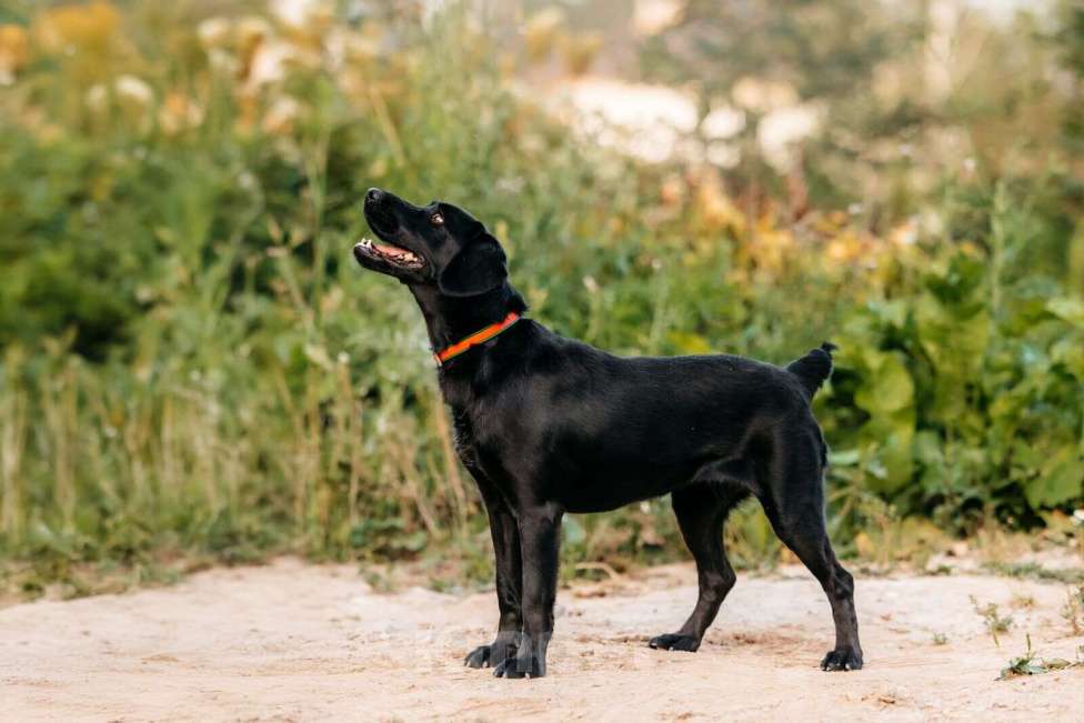 Собаки в Москве: Микролабрадор в добрые руки Девочка, Бесплатно - фото 5