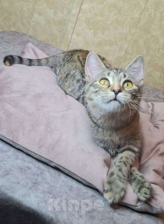 Кошки в Москве: Сэра едет на выставку-пристройство WOOF в Москву  Девочка, Бесплатно - фото 4