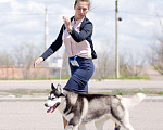 Собаки в Астрахани: Кобель хаски Мальчик, 1 руб. - фото 6