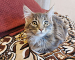 Кошки в Ливны: Нежный подарок, 25 000 руб. - фото 8