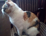 Кошки в Москве: Найдена маленькая трехцветная кошка. Девочка, 1 руб. - фото 3