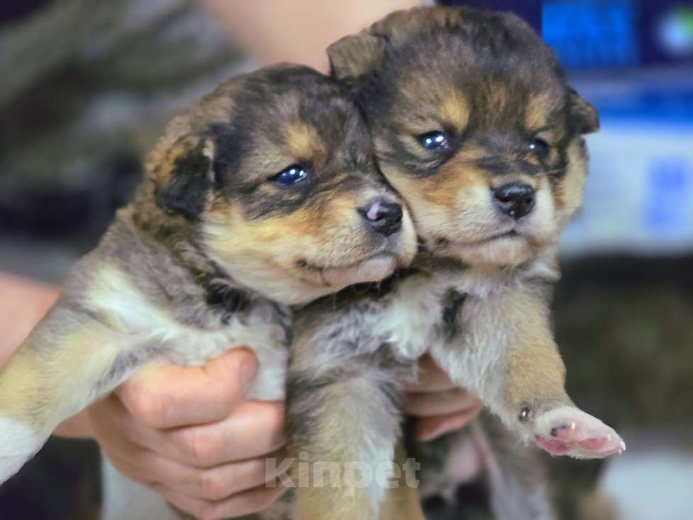 Собаки в Новосибирске: Щенок Толгат 1 мес. Доставим по Новосибирску и нсо.  Мальчик, Бесплатно - фото 6