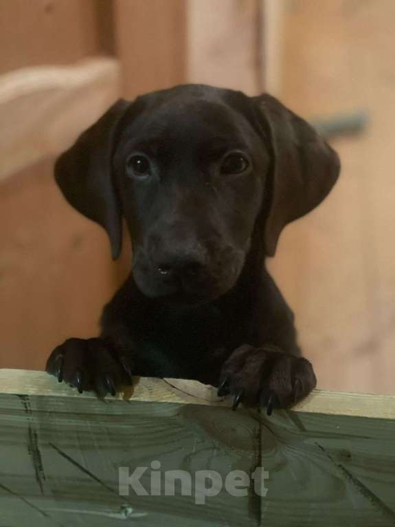 Собаки в других городах Московской области: Щенки шоколадного лабрадора ретривера Девочка, 30 000 руб. - фото 6