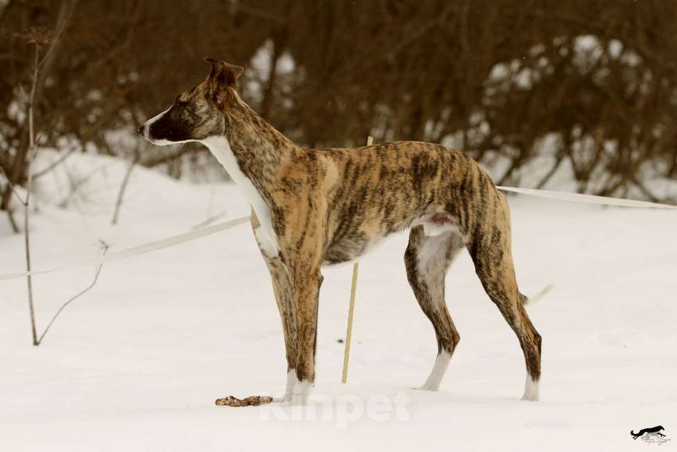 Собаки в Москве: Тигровый уиппет Мальчик, Бесплатно - фото 8