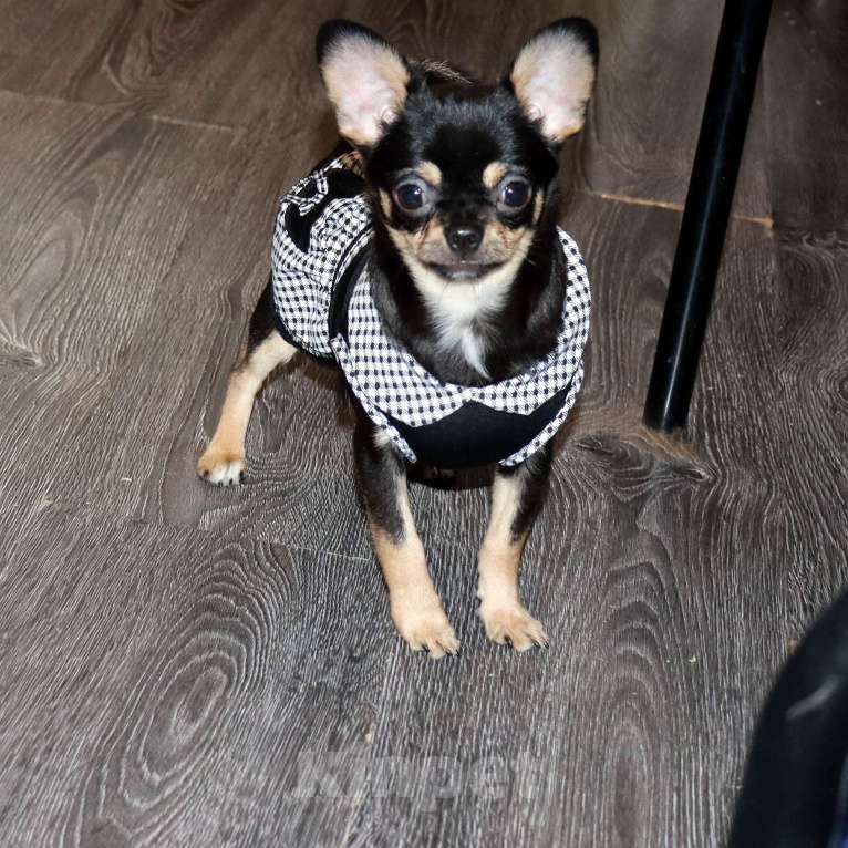 Собаки в Москве: Девочка чихуахуа Девочка, 55 000 руб. - фото 1