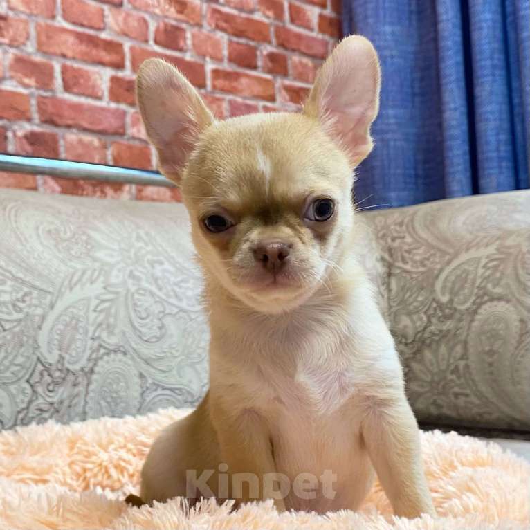 Собаки в Москве: Щенки чихуахуа  Мальчик, Бесплатно - фото 2